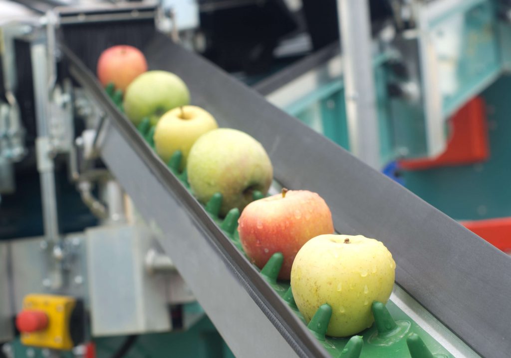 Apples rolling down a conveyor belt.