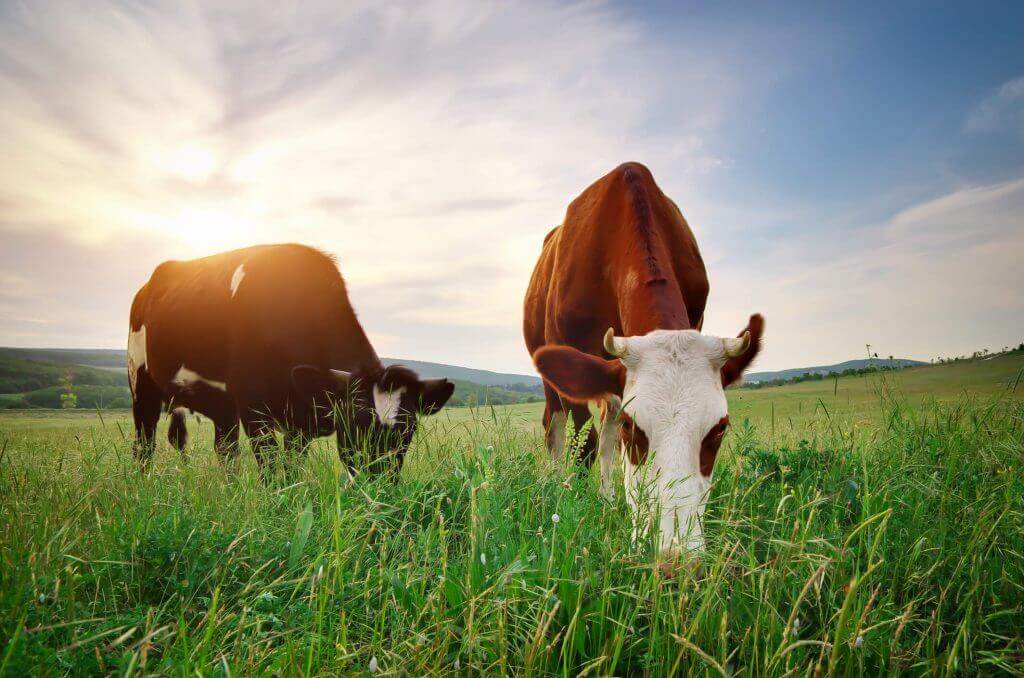 Two cows grazing a grass field as the sun rises.