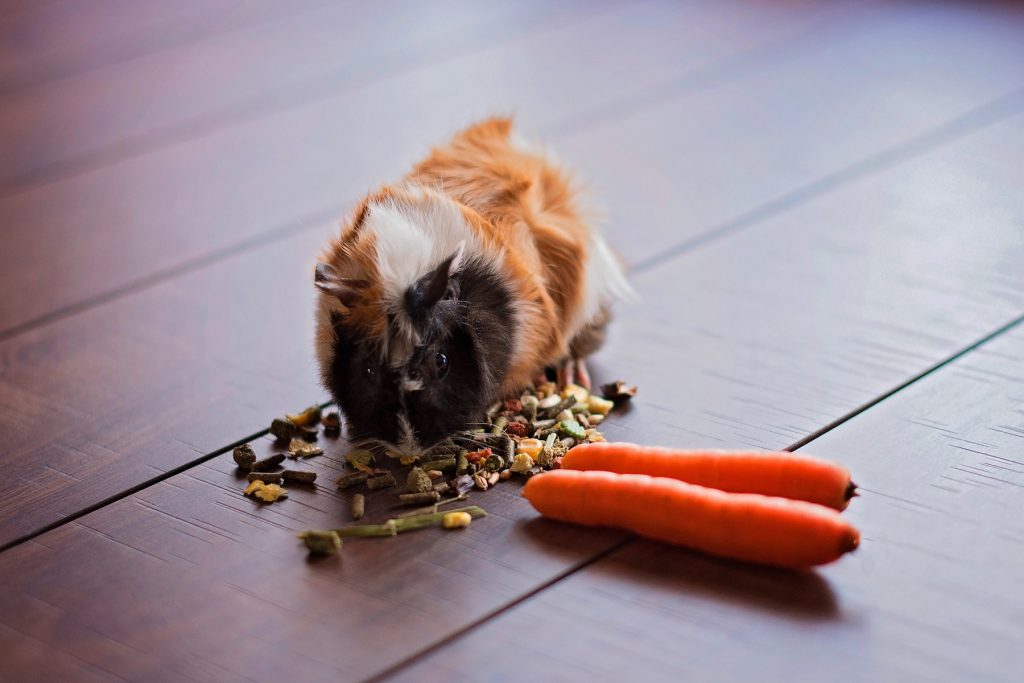 A guinea pig eating food