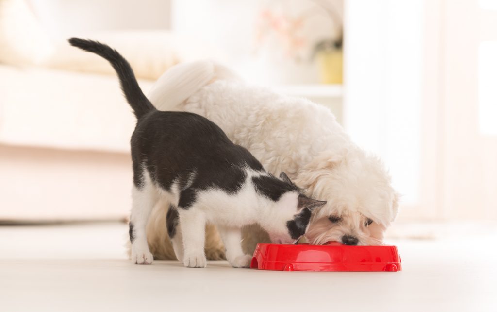 A cat and dog eating out of the same bowl