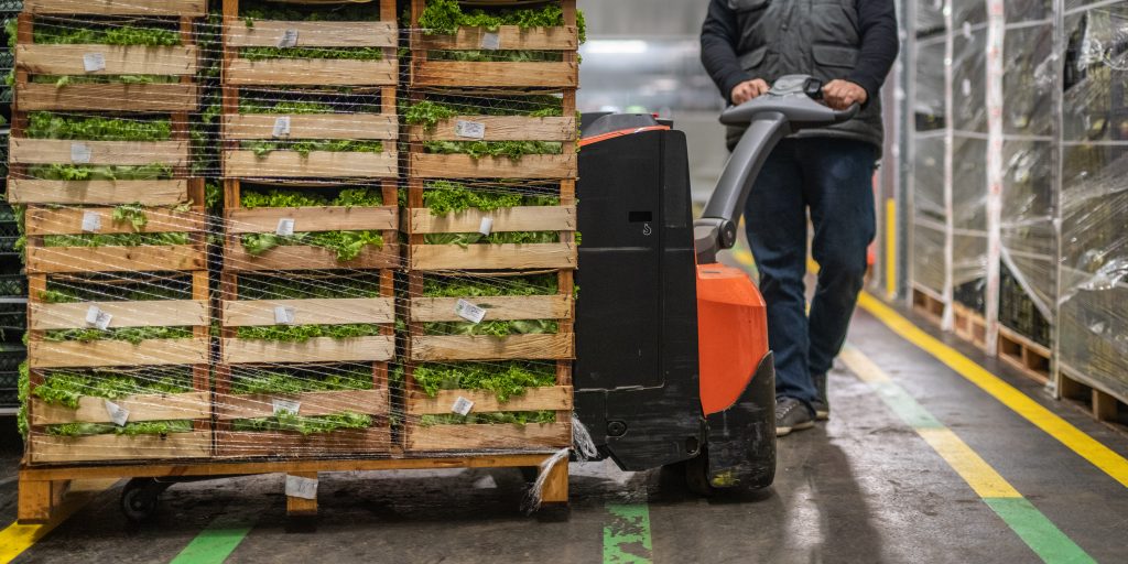 A man moving a pallet of lettuce with an electric hand jack